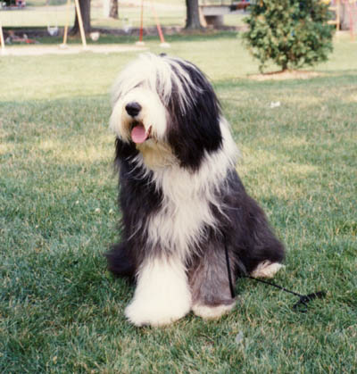 Boomer was adopted by a young couple when he was 8 weeks old. Here he is 10 months old at a family reunion at a park.